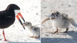 'Smoking' Bird Photo Sparks Alarm and Outrage