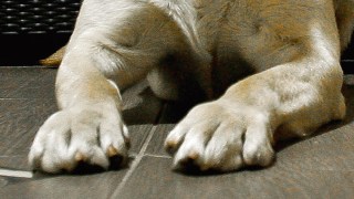 Veterinarian Finds 8 Pairs of Underwear Inside Pennsylvania Lab's Stomach