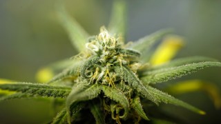 Teen Used as Human Shield in Robbery of Central California Marijuana Grow House That Left 2 Dead