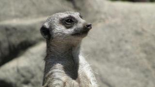 Comedian Plants Fake Signs at LA Zoo