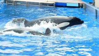 Orca Show is Over: SeaWorld San Diego Shuts Down Killer Whale Show