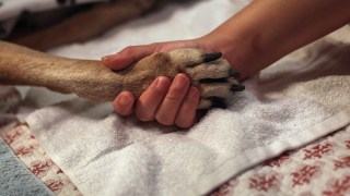 French Bulldog Owners Sue Dog Walking Company Over Pet's Death