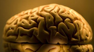 9 Brains Found Next to Train Tracks in NY