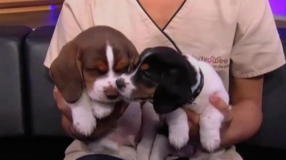 LX New York Pet Project: Adopt a Dog Today