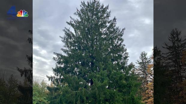 [NY] Revealed! This Is Your 2019 Rock Center Christmas Tree