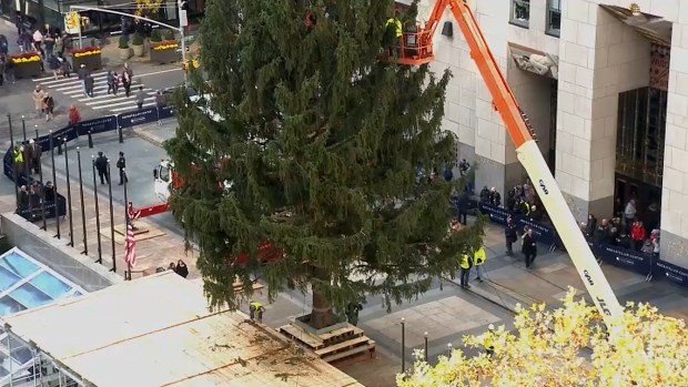 See a 72-foot tree hoisted at Rockefeller Plaza