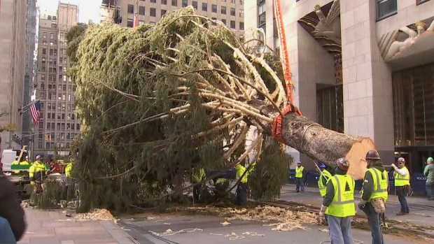 [NY] See it: Crane Lifts 2019 Rockefeller Center Tree Into Place