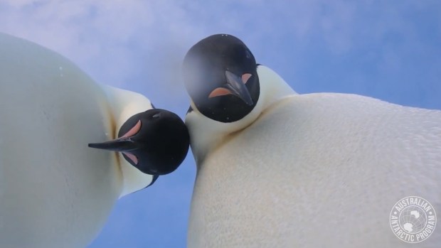 [NATL] Penguin Selfie: Curious Birds Investigate Camera in Antarctica