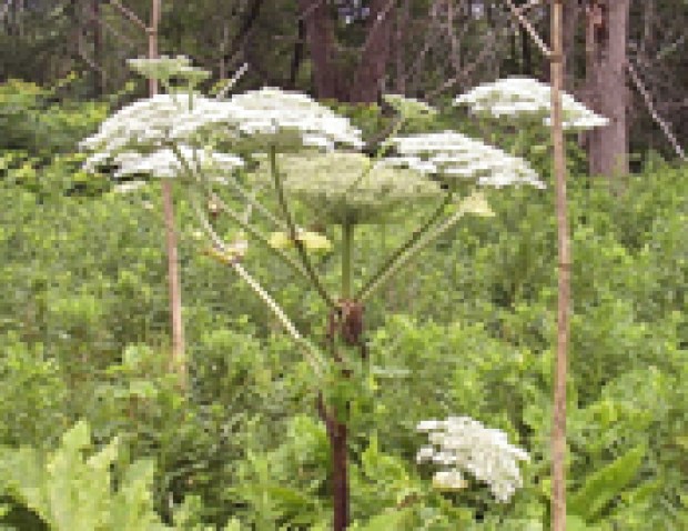 Beware This Giant Plant in NY: Burns, Blindness Possible