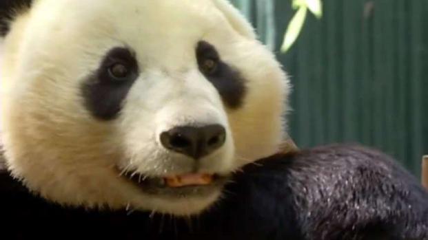 How Will a Panda-less Zoo Impact Business?