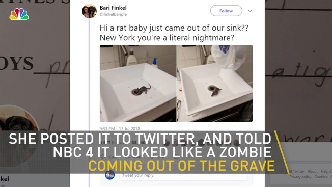 It Looked Like a Zombie\': Rat Climbs Out of Bathroom Sink in NYC ... It Looked Like a Zombie\': Rat Climbs Out of Bathroom Sink in NYC ...