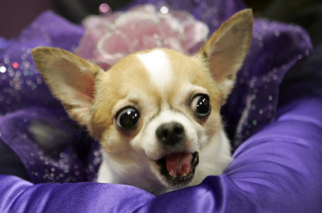 UWSider Suing Over Neighbor's Yappy Dogs