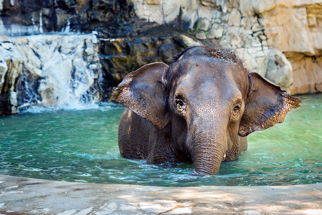 Finding Friends Lonely Elephant Arrives At Los Angeles Zoo Nbc Finding Friends Lonely Elephant Arrives At Los Angeles Zoo