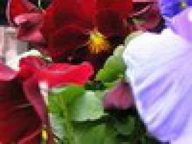 Planter Wars: The battle of the Carroll Gardens...
