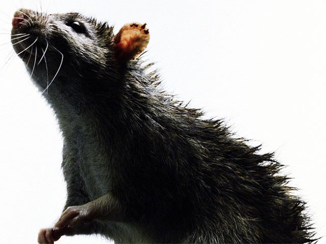 Toilet-Dwelling Rat Terrorizes Brooklyn Woman - NBC New York Toilet-Dwelling Rat Terrorizes Brooklyn Woman - NBC New York