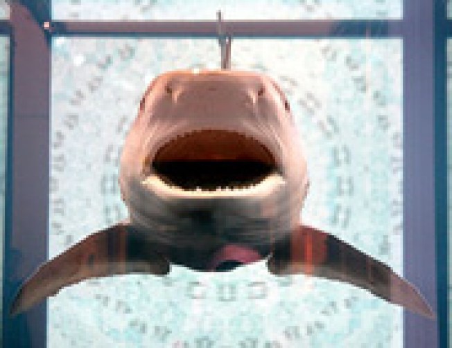 Recession-proof: Despite the reeling economy, Damien Hirst's...