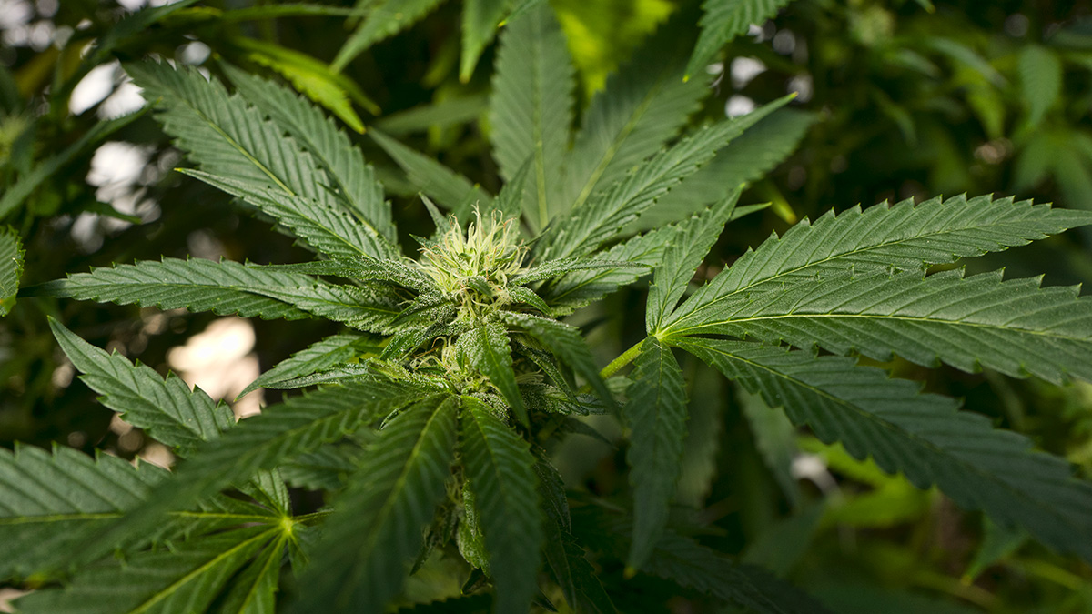 Cuomo Calls for Legalizing Recreational Marijuana in NY