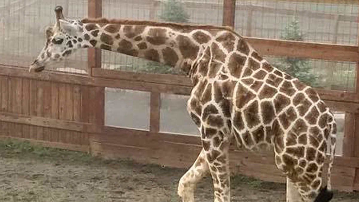 Oh Baby! April the World-Famous Giraffe Gives Birth Again