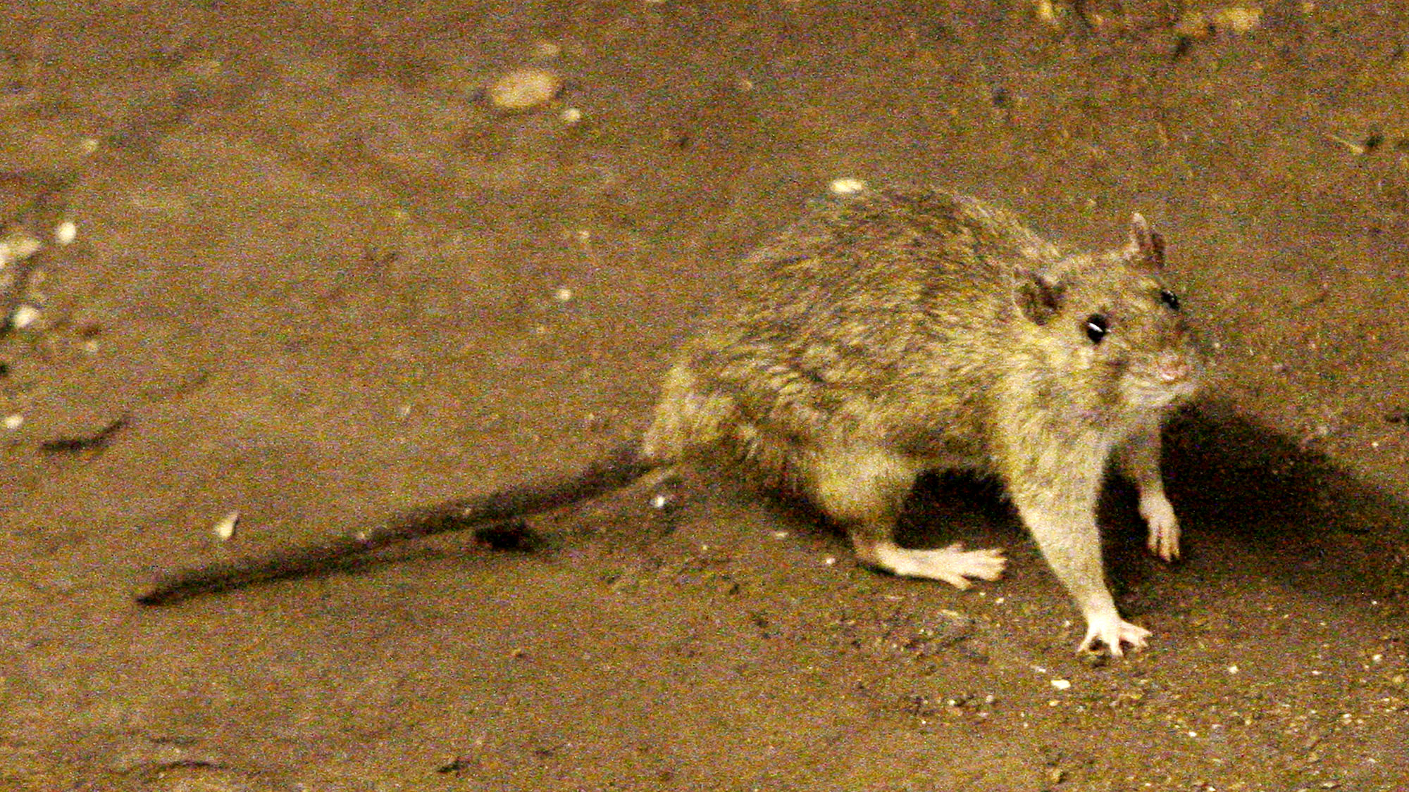 Pizza? Meh -- This Rat Dragged an Avocado on Subway Tracks