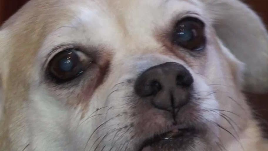 Blanket With Face of Beloved Dog Missing for 3 Months