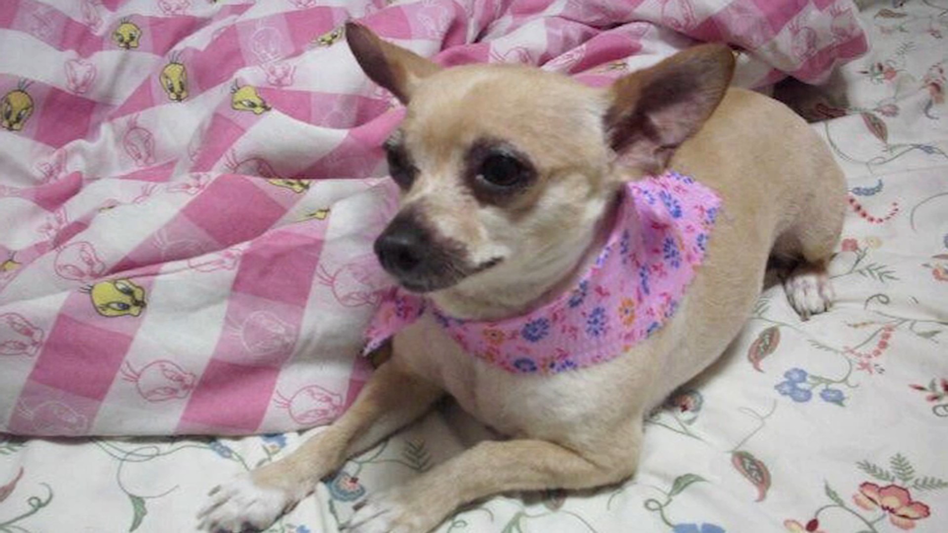 Elderly, Blind Chihuahua Stolen From Owners’ Front Yard