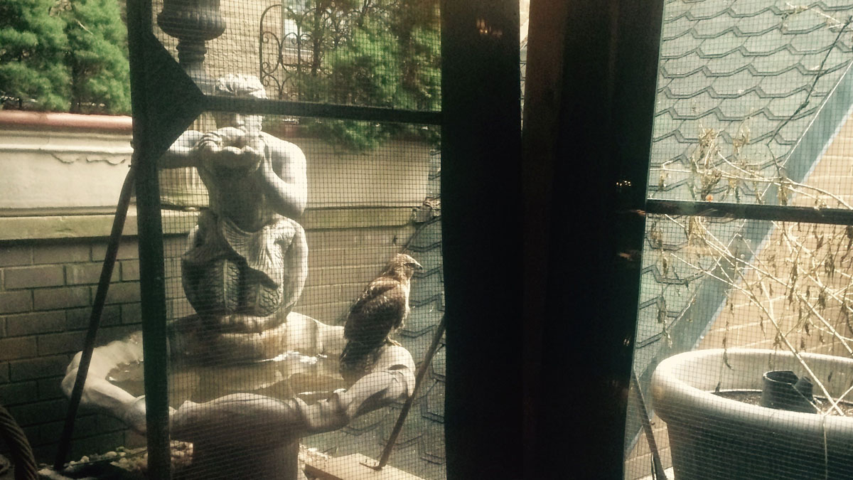 Falcon Stuck on Balcony Rescued by NYPD Officers
