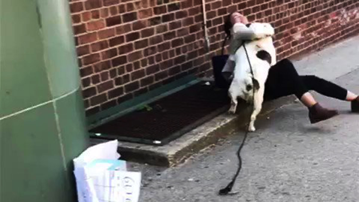 Big Bulldog Knocks Over Alexandria Ocasio-Cortez During Call