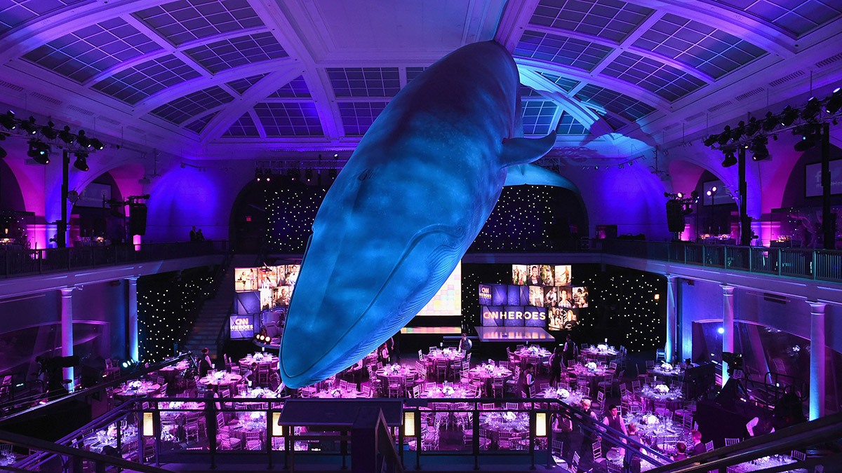 Sleep Under a Blue Whale at Museum's Adult Sleepover