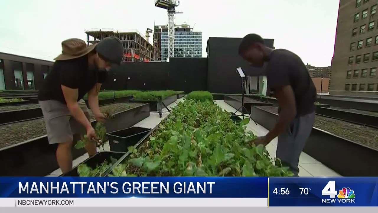 Largest Organic Farm in Manhattan Is on a Rooftop