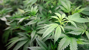 Bodega Owners Want to Sell Pot if New York Legalizes It