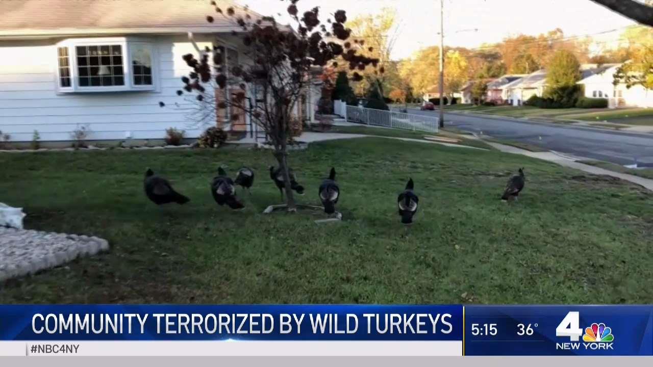NJ Community Terrorized by Wild Turkeys