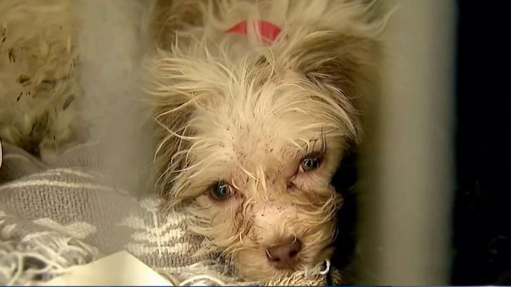 NJ Considers Bill to Give Abused Animals a Voice