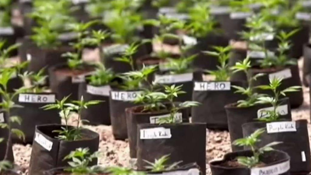 Pot's Real Price: The Looming Cost of Legalization