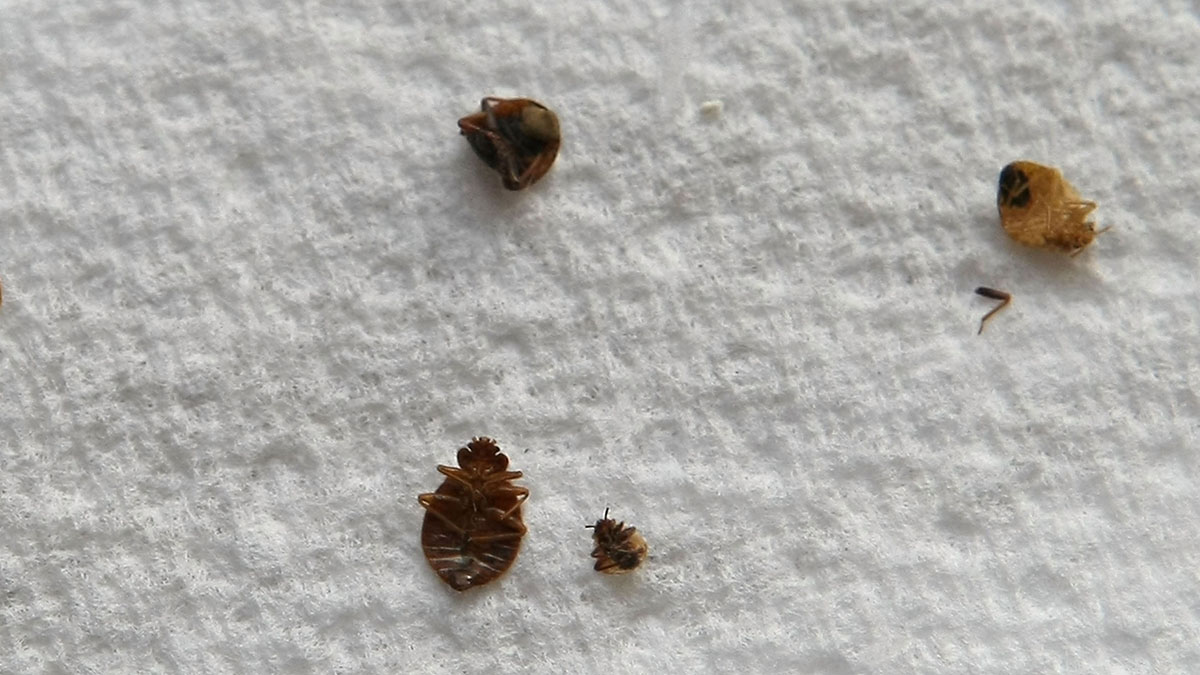 NYC Named One of Worst Bed Bug Cities in the Nation