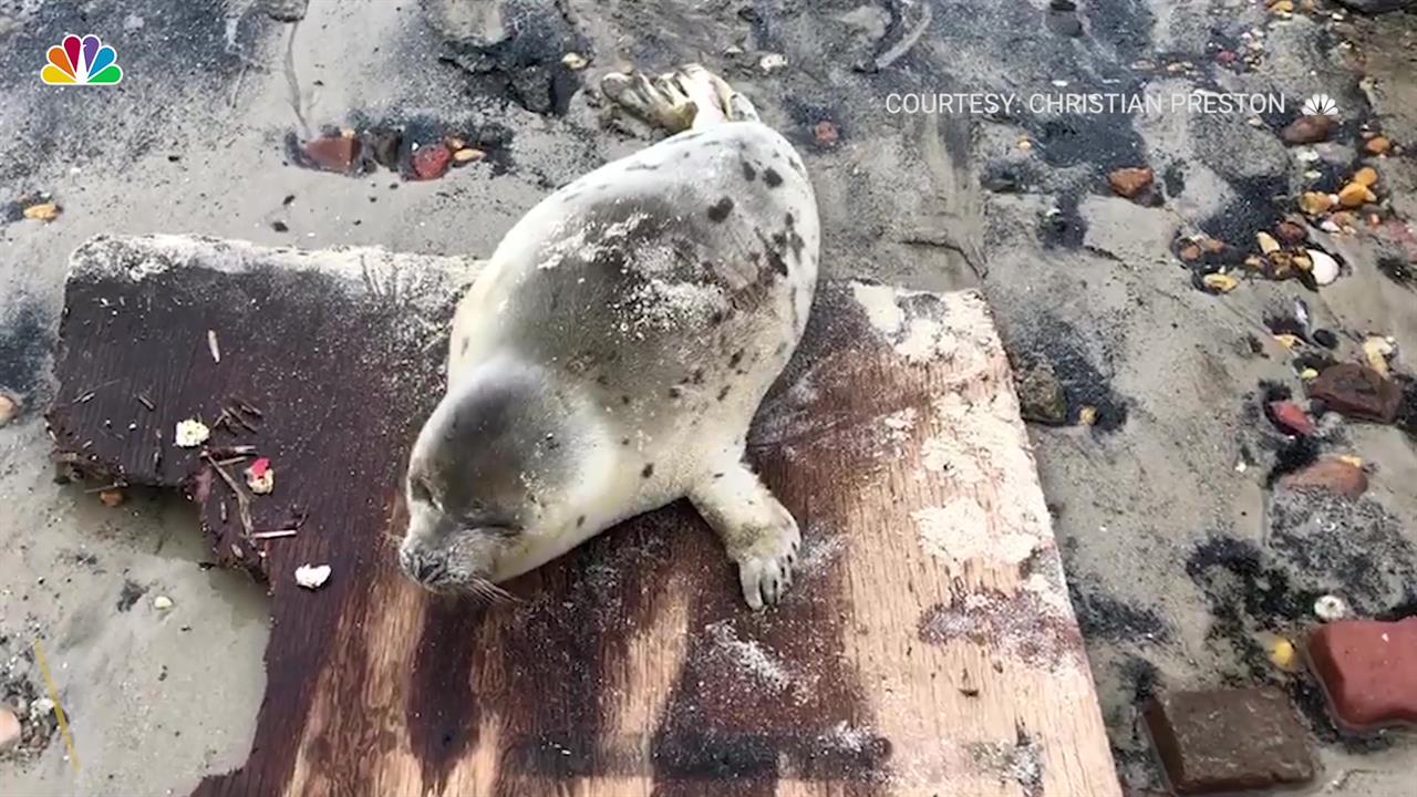 Men Who Dragged Seal on Wood in NJ 'Rescue' Broke Law: NOAA
