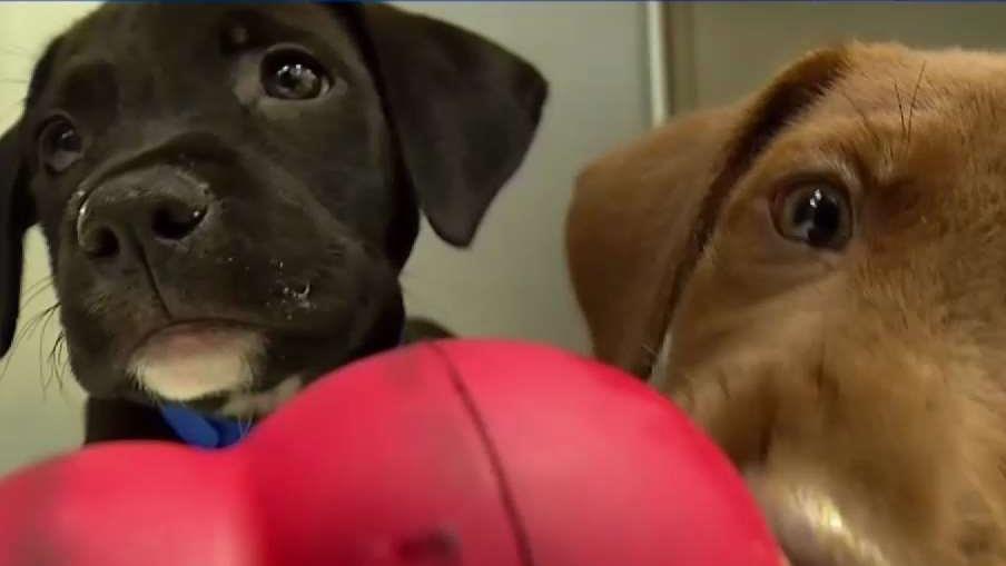 Tips for Choosing the Right Kennel for Your Pet