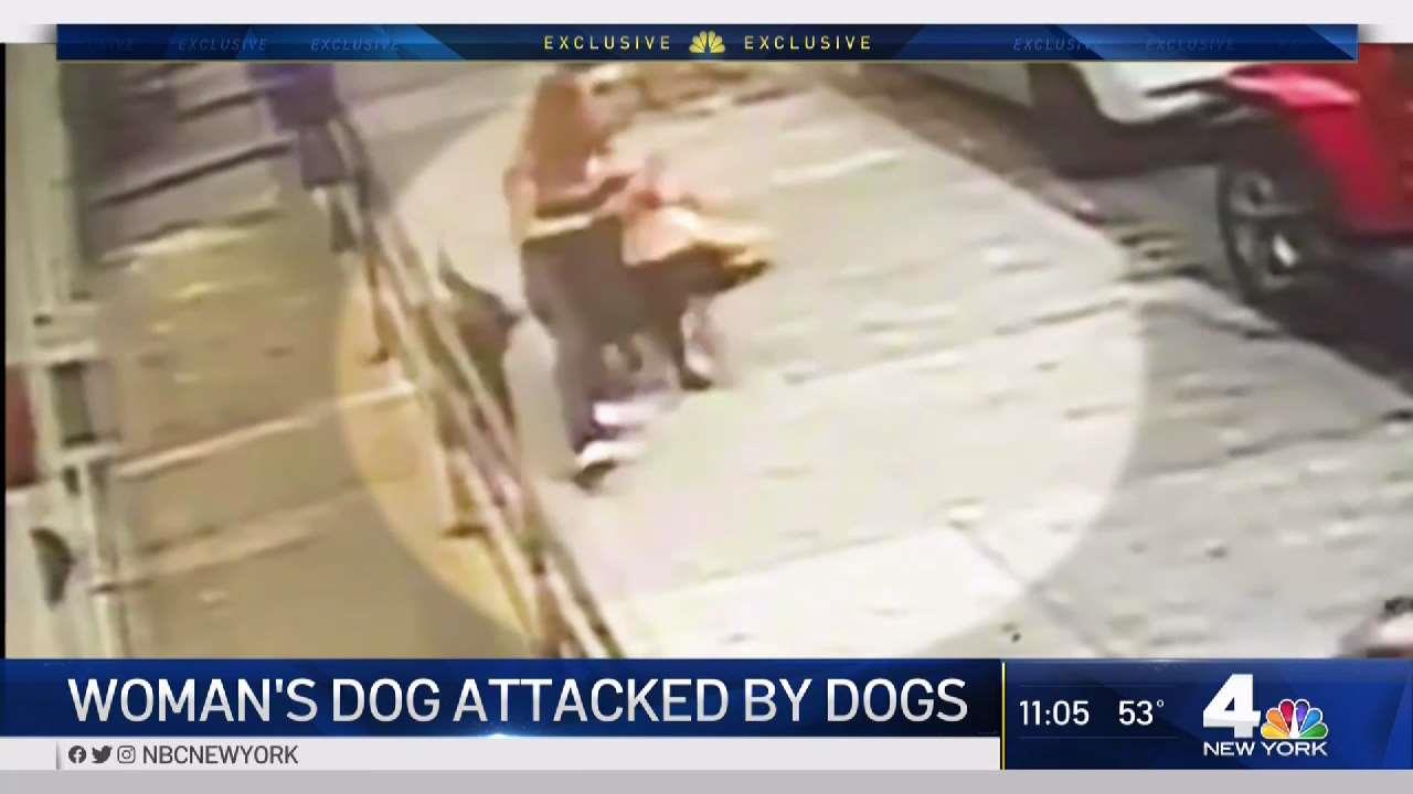 Woman’s Pup Attacked by Dogs Being Walked in NYC