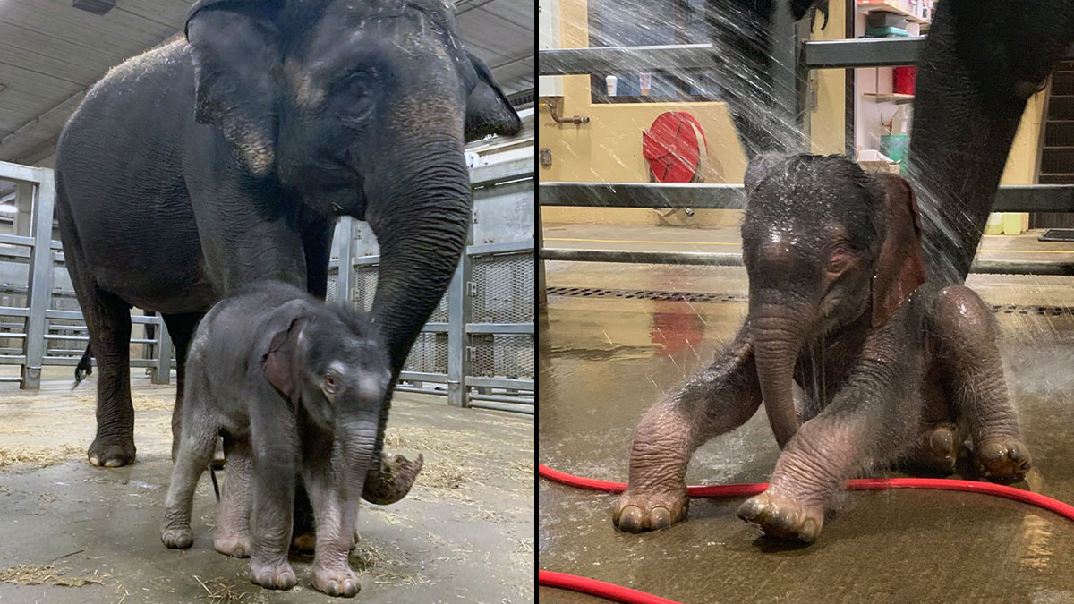 Whoa, Baby! NY Zoo Welcomes 268-Pound Baby Elephant
