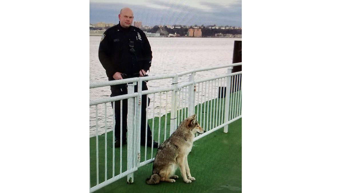 How Wily: Coyote Caught at Chelsea Piers