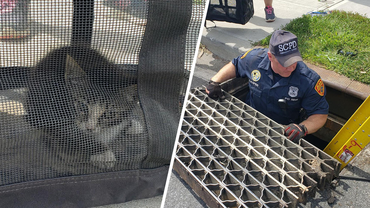 Leaf Blower Helps Rescue Kitten From NY Storm Drain: Police