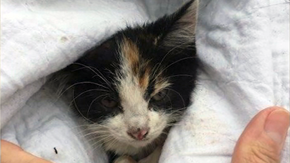 Kitten Uses 1 of Her 9 Lives, Is Rescued from Sewer