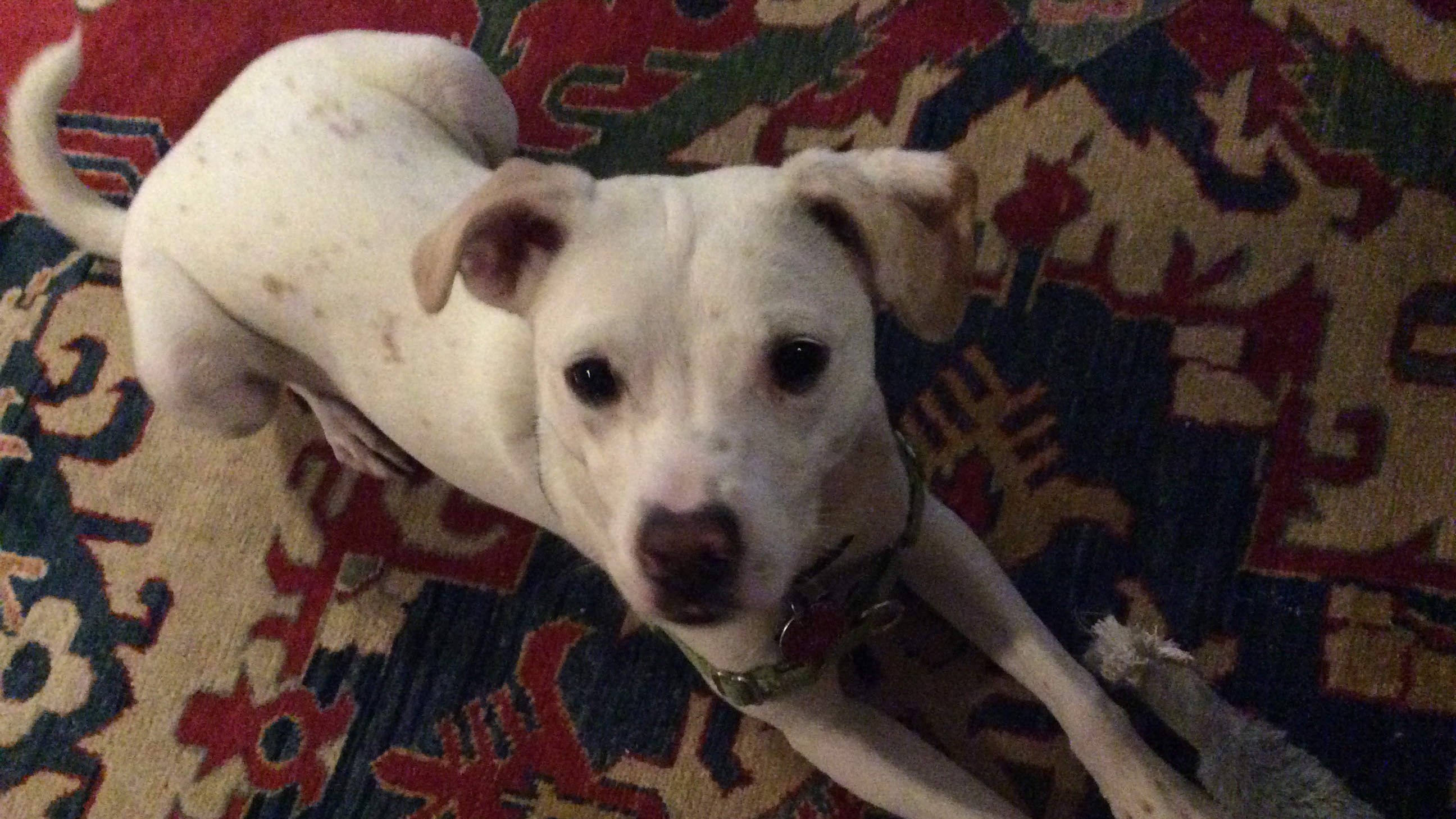Missing Rescue Dog Who Traveled Through Lincoln Tunnel Dies