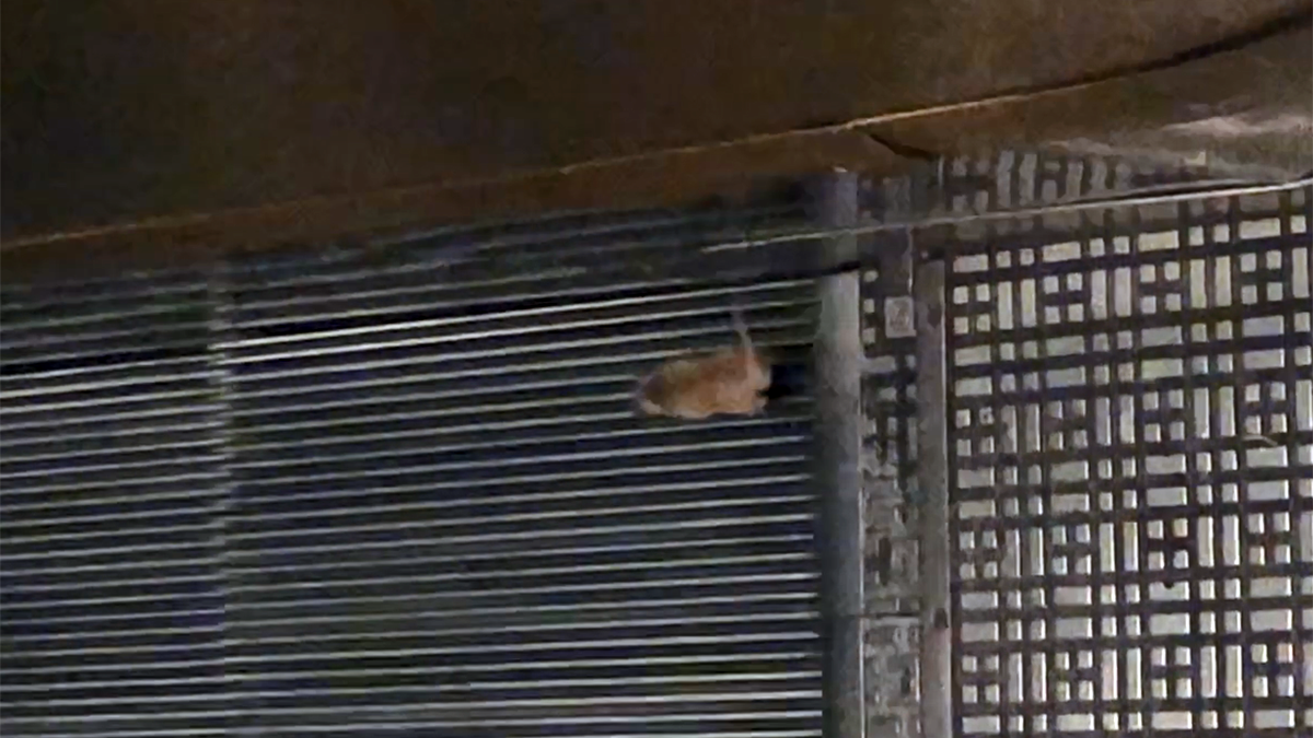 The Struggle Is Real: Mouse Runs Down Escalator Going Up