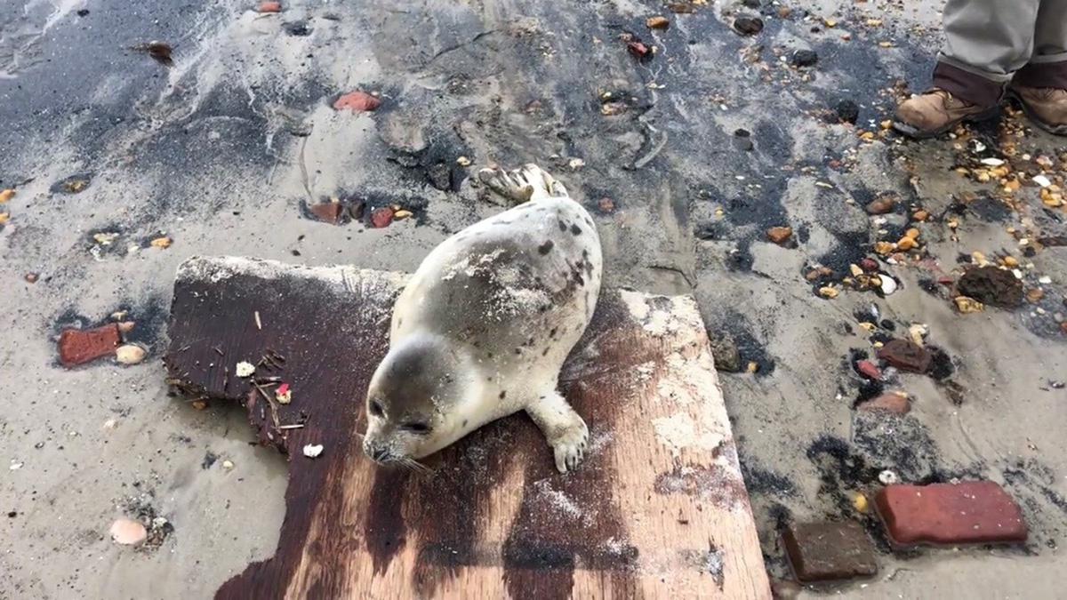 NJ Mayor Escorts 'Weak Seal' to Ocean on Makeshift Stretcher