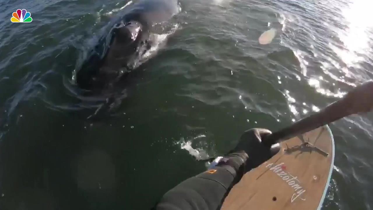 NJ Paddleboarder's Incredibly Close Encounter With Whale
