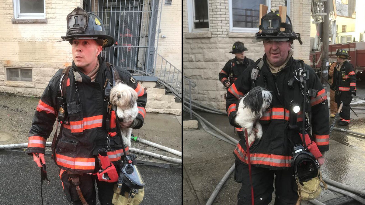 2 Dogs Rescued From Yonkers Apartment Fire: Officials